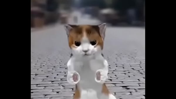 dancing cat