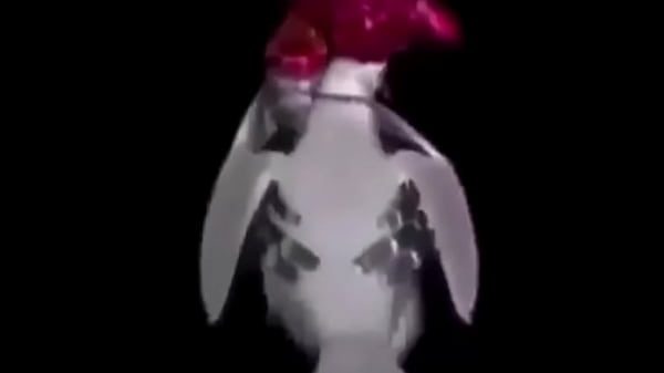 Pombo dançando com a pomba