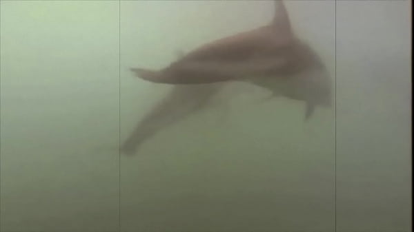 Download Video - Hairy Pussy In The Age Of Steam