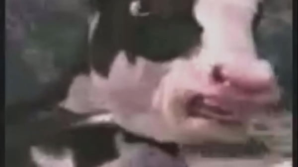 Shitpost: hombre luchando contra vaca con musica de fondo de linkin park