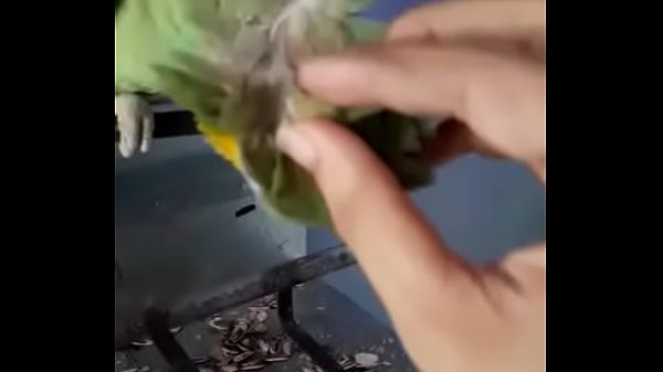 すべてをクソインコとマーロン