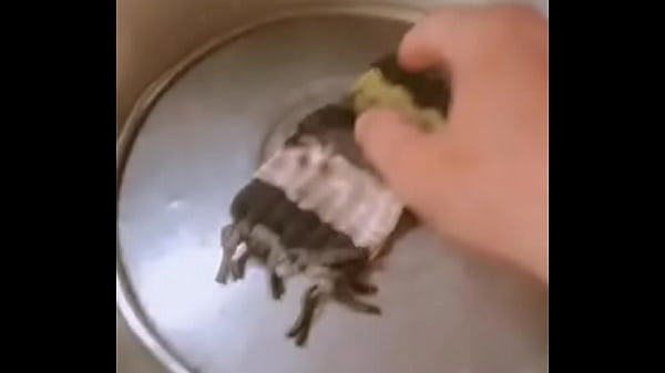 Video x&aacute;c minh