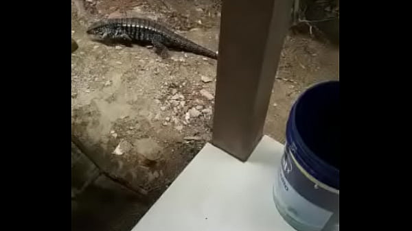 Video de verifica&ccedil;&atilde;o