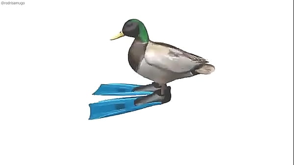 Pato dando vueltas HD