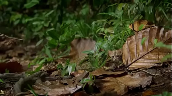 Pepitogalaxy - chat content #127 - videoplayback-small - May 16, 2024