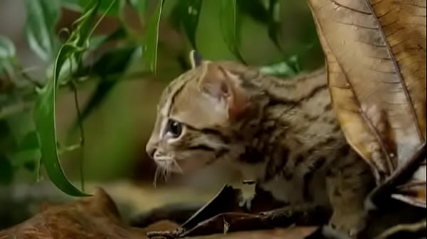 Pepitogalaxy - chat content #127 - videoplayback-small - May 16, 2024