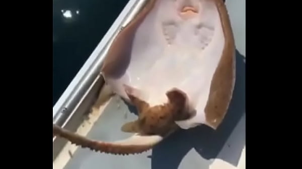 TCHIC TCHIC TCHIC TCHUCU TCHUCU TCHUCU TCHUCU