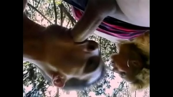 Download Video - Bottom boy wraps lips around Brazilian fair-haired tranny Renata Davila's hard cock and gives ass for her cock