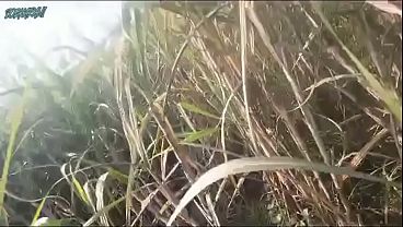 Download Video - Village bhabhi sex video in hindi