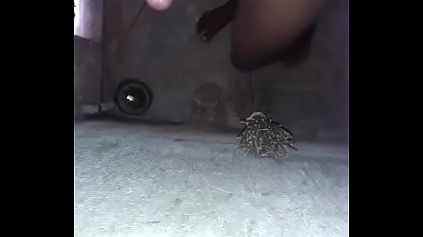 indian teen cock