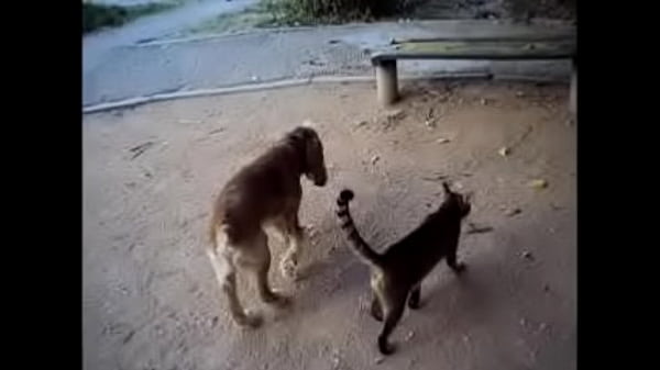 ÐºÑƒÐ´Ñ€ÑÐ²Ð°Ñ ÑÐ¾Ð±Ð°ÐºÐ°