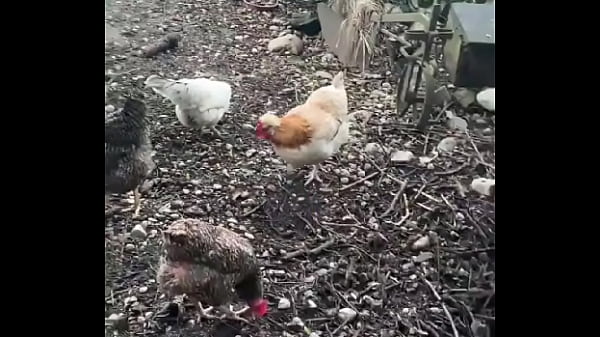 A chicken feeding station how cool is that ? -#tattoos #tattedup #inkedgirl #inkedtattoo #inkedup #tattooart #inkedgirls...