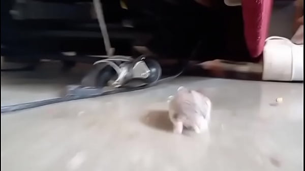 Un pinchi hamster todo bonito