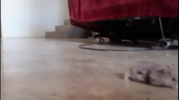 Un pinchi hamster todo bonito