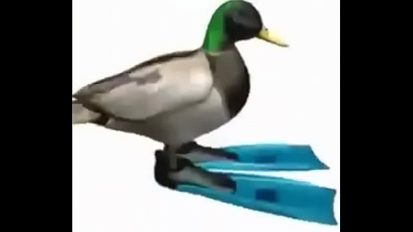 Morro meco solo en su casa