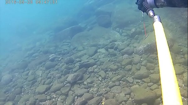japanese hot solo pole spear fishing!!!