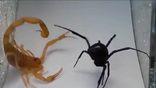 Download Video - Rock scorpion x spider gaara amv linkin park