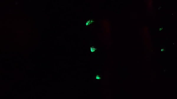 I found two hot girls on the street wearing short dresses with anal plugs in their asses and I invited them over to my house.