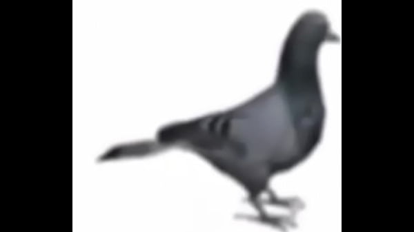 Palomo girando por 1 hora