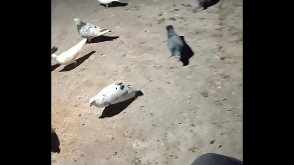 Verifizierungsvideo