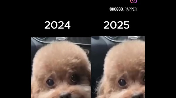 Chinese dog