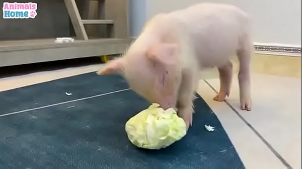 Video De Vérification