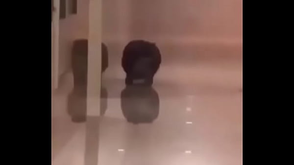 Gato Gordito Corriendo