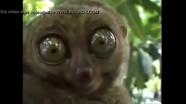 Vidéo De Vérification