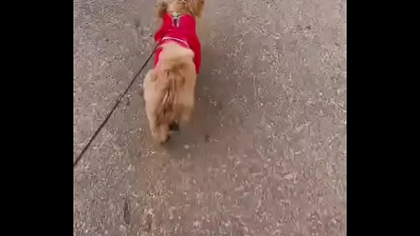 Early morning road walk with mah baby dogie