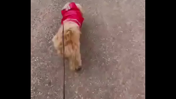 Early morning road walk with mah baby dogie Thumbnail