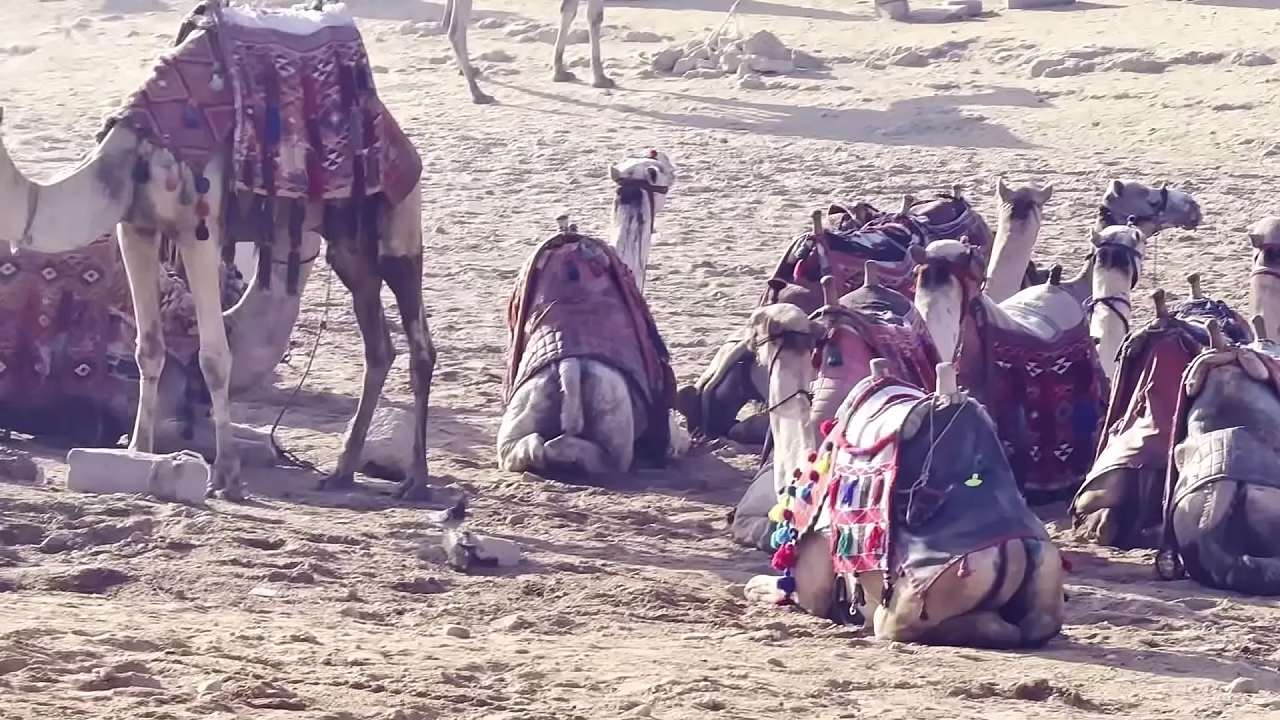 Trip to Great Pyramids of Giza VLOG SFW