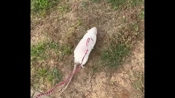 Go walk your ts!! (or your dogs)