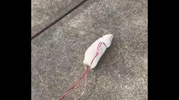 Go walk your ts!! (or your dogs)