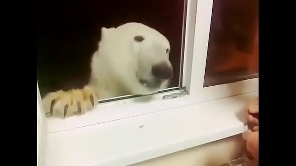 Polar bear eating cookies in Russia