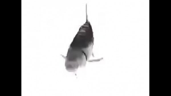  Pez Dando Vueltas