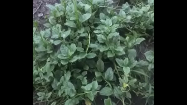 Video x&aacute;c minh