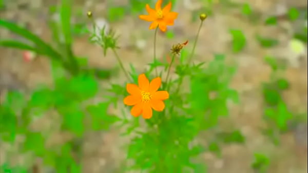 Relaxing Music with Nature Sounds