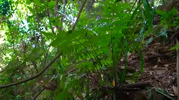 Relaxing Music with Nature Sounds