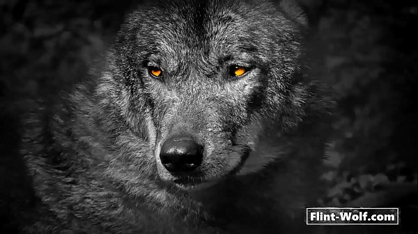 Download Video - Flint Wolf ULTIMATE DAILY CUM CHALLENGE&excl; Day 2 Cum 6&excl;