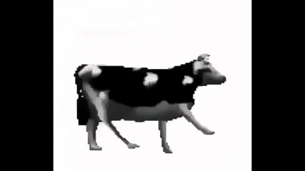 VACA baila al ritmo de counting stars
