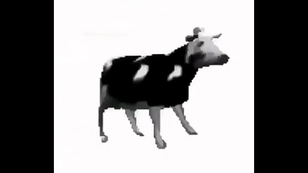 Vaca Danse Au Rythme Des Étoiles Qui Comptent