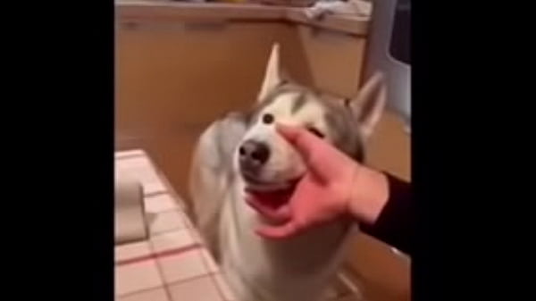 tente n&atilde;o rir nivel facil