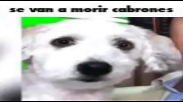 Se van a morir cabrones