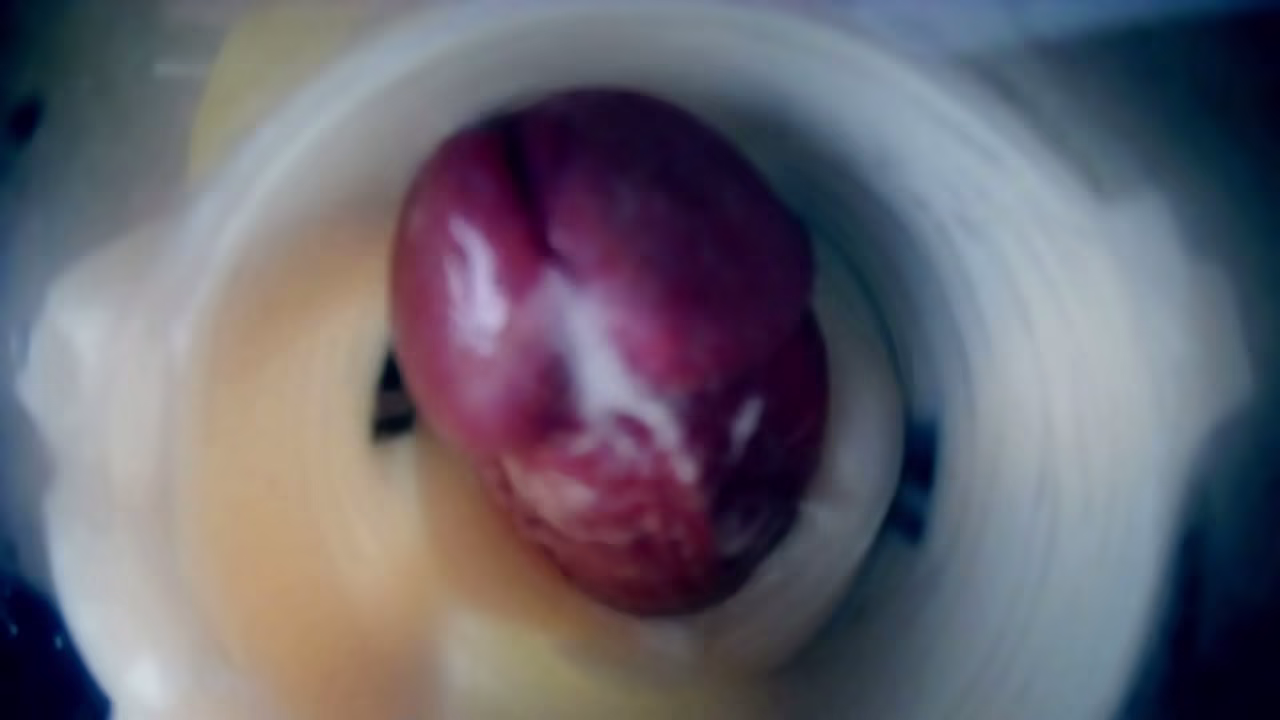 ma bite PULSE &agrave_ l'_int&eacute_rieur vue endoscopique - 2 cum - double cum crampie - intern camera