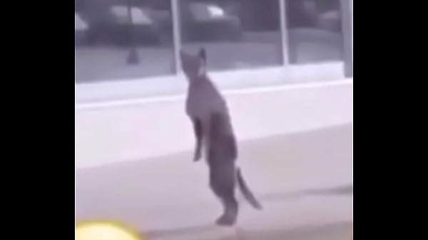 Perro bailando Fortnite