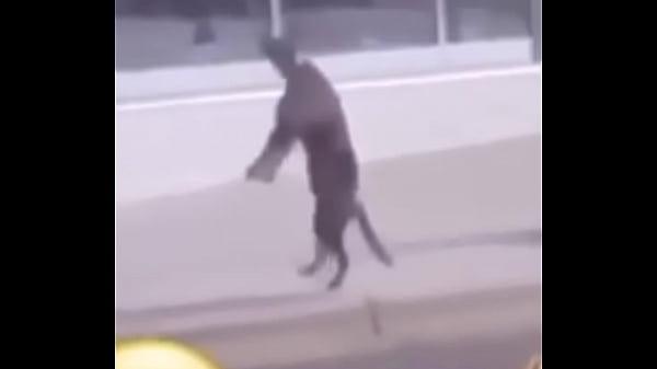  Perro Bailando Fortnite