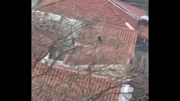 Bird making a Nice blowjob to female bird from her side