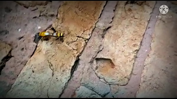 besouro bengala e besoura vip, fodendo forte no muro da escola