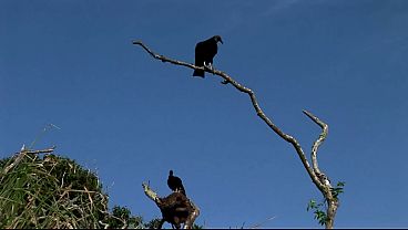 Horny Asian Girl screams and enjoy too much while I smash her pussy hard in multiple ways.