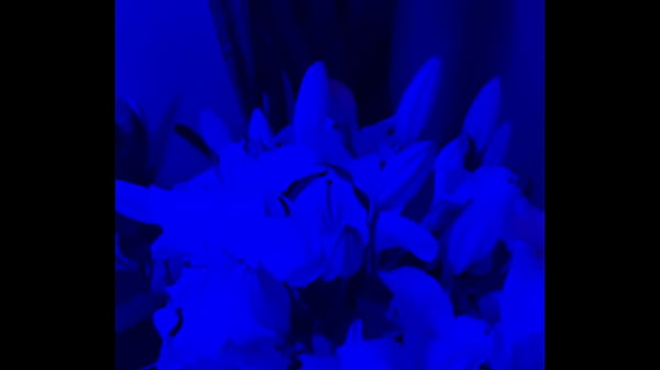 I have lilies in my room now#Flowers